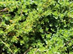 Frühblühender Thymian 'Albiflorus' -Günstiges Erd Seele Geschäft fruehbluehender thymian albiflorus m060633 w 3