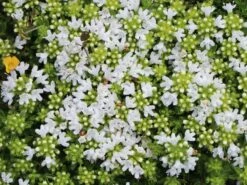 Frühblühender Thymian 'Albiflorus' -Günstiges Erd Seele Geschäft fruehbluehender thymian albiflorus m060633 w 4