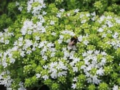 Frühblühender Thymian 'Albiflorus' -Günstiges Erd Seele Geschäft fruehbluehender thymian albiflorus m060633 w 5