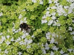 Frühblühender Thymian 'Albiflorus' -Günstiges Erd Seele Geschäft fruehbluehender thymian albiflorus m060633 w 7