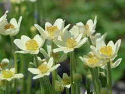 Frühsommer-Windröschen 'Annabella White'