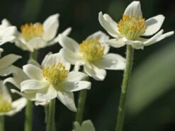 Frühsommer-Windröschen 'Annabella White' -Günstiges Erd Seele Geschäft fruehsommer windroeschen annabella white m085154 w 1