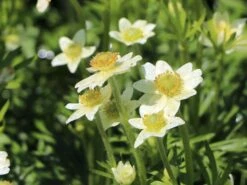 Frühsommer-Windröschen 'Annabella White' -Günstiges Erd Seele Geschäft fruehsommer windroeschen annabella white m085154 w 2