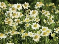 Frühsommer-Windröschen 'Annabella White' -Günstiges Erd Seele Geschäft fruehsommer windroeschen annabella white m085154 w 3