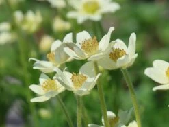 Frühsommer-Windröschen 'Annabella White' -Günstiges Erd Seele Geschäft fruehsommer windroeschen annabella white m085154 w 4