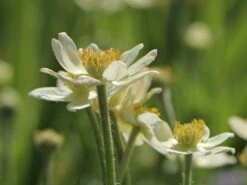 Frühsommer-Windröschen 'Annabella White' -Günstiges Erd Seele Geschäft fruehsommer windroeschen annabella white m085154 w 6
