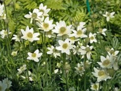 Frühsommer-Windröschen 'Major'