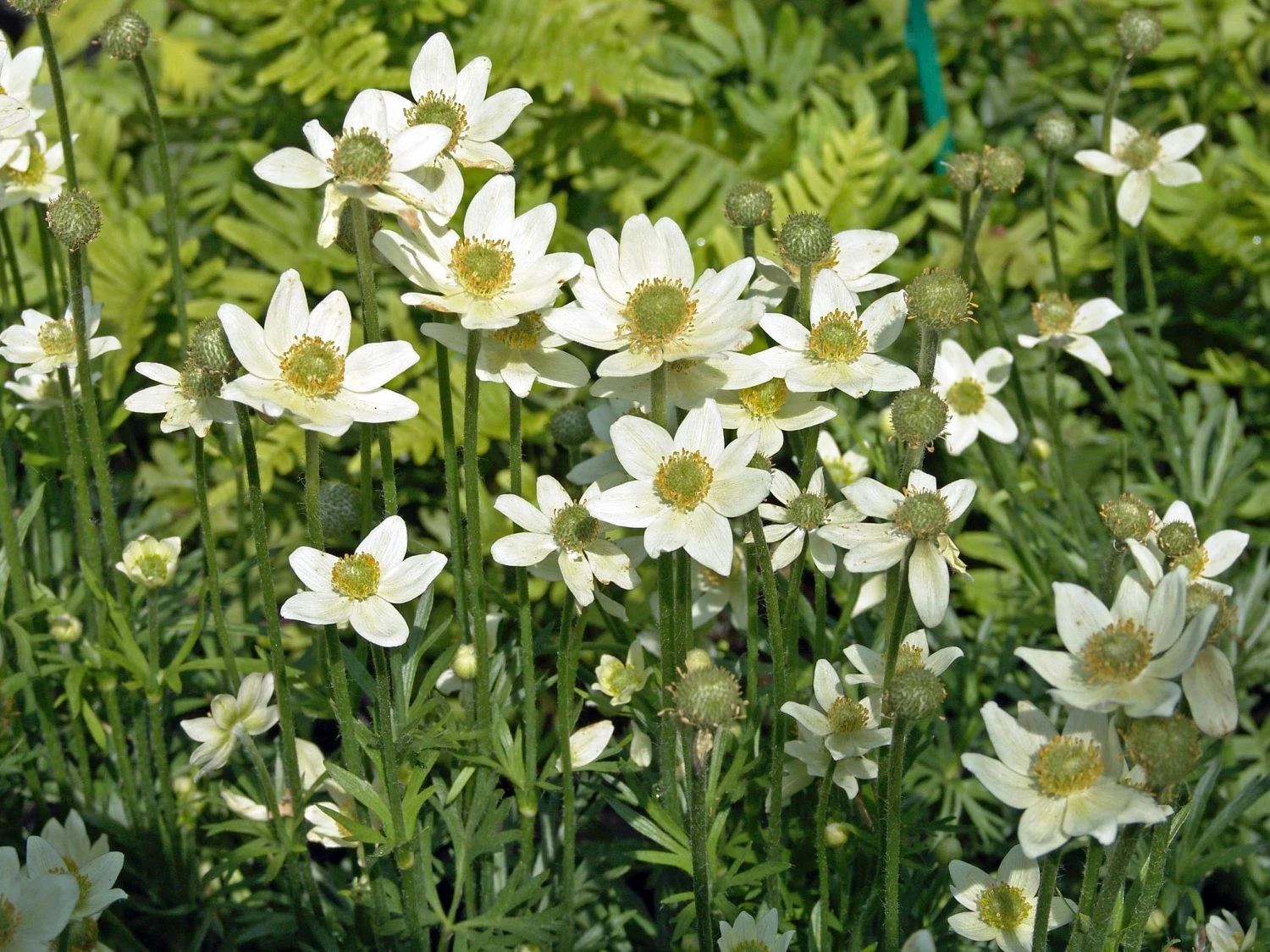 Frühsommer-Windröschen 'Major' 3 Frühsommer-Windröschen 'Major'