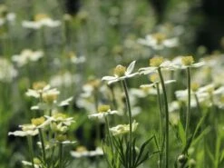 Frühsommer-Windröschen 'Major' 10 Frühsommer-Windröschen 'Major' -Günstiges Erd Seele Geschäft fruehsommer windroeschen major m056503 w 0