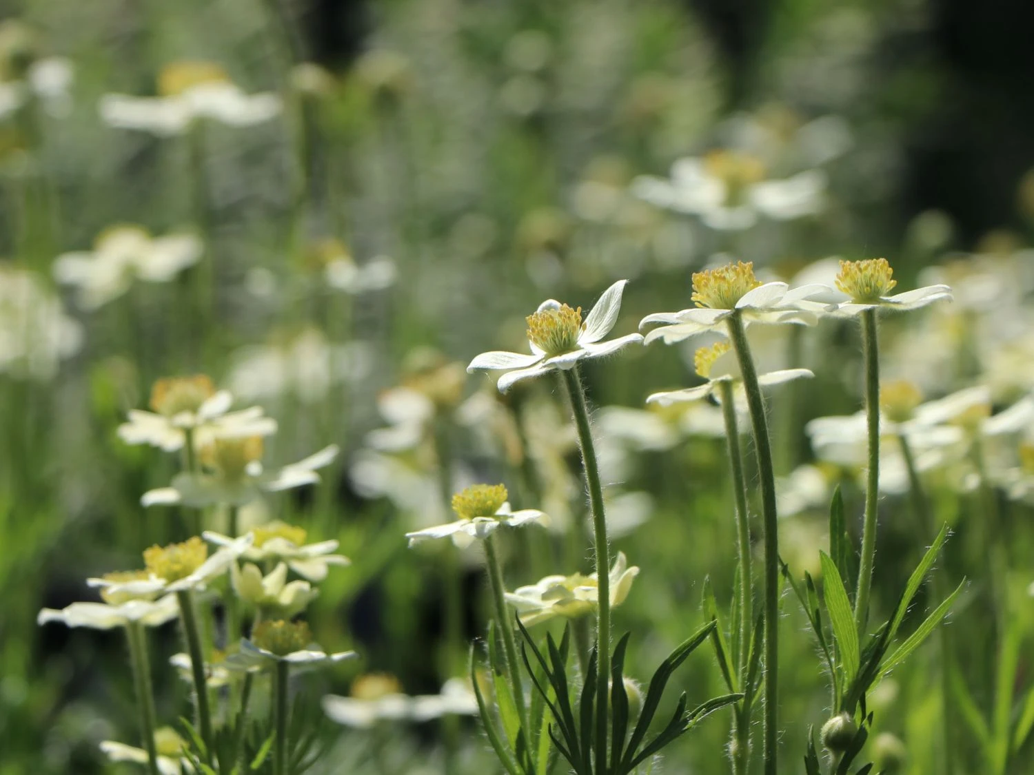 Frühsommer-Windröschen 'Major' 6 Frühsommer-Windröschen 'Major' – Bild 4