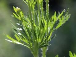 Frühsommer-Windröschen 'Major' 9 Frühsommer-Windröschen 'Major' -Günstiges Erd Seele Geschäft fruehsommer windroeschen major m056503 w 1