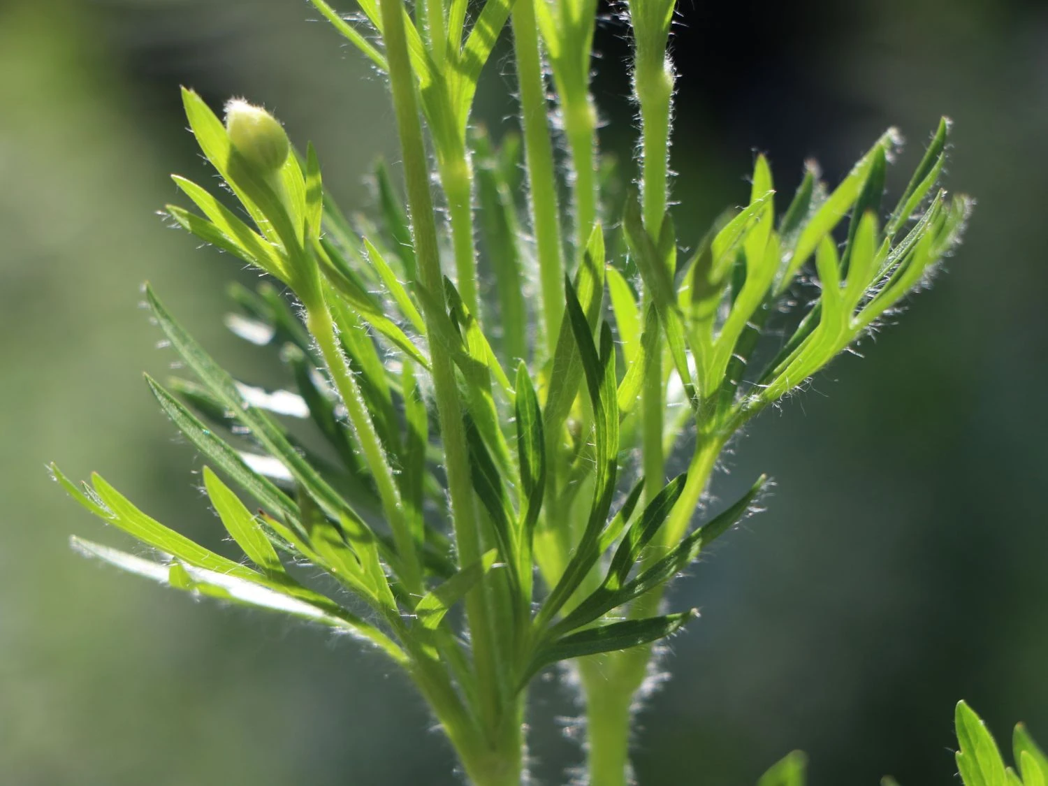 Frühsommer-Windröschen 'Major' 5 Frühsommer-Windröschen 'Major' – Bild 3