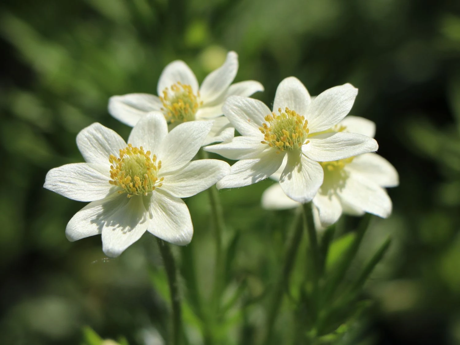 Frühsommer-Windröschen 'Major' 4 Frühsommer-Windröschen 'Major' – Bild 2