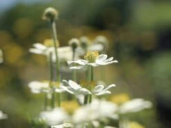 Frühsommer-Windröschen 'Major' 11 Frühsommer-Windröschen 'Major' -Günstiges Erd Seele Geschäft fruehsommer windroeschen major m056503 w 3