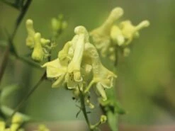 Fuchs-Eisenhut / Wolfs-Eisenhut -Günstiges Erd Seele Geschäft fuchs eisenhut wolfs eisenhut m076639 w 0