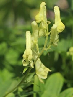 Fuchs-Eisenhut / Wolfs-Eisenhut -Günstiges Erd Seele Geschäft fuchs eisenhut wolfs eisenhut m076639 w 1