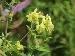 Fuchs-Eisenhut / Wolfs-Eisenhut -Günstiges Erd Seele Geschäft fuchs eisenhut wolfs eisenhut m076639 w 2