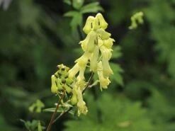 Fuchs-Eisenhut / Wolfs-Eisenhut -Günstiges Erd Seele Geschäft fuchs eisenhut wolfs eisenhut m076639 w 3