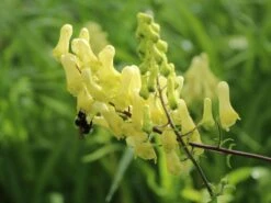 Fuchs-Eisenhut / Wolfs-Eisenhut -Günstiges Erd Seele Geschäft fuchs eisenhut wolfs eisenhut m076639 w 4