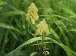 Fuchs-Eisenhut / Wolfs-Eisenhut -Günstiges Erd Seele Geschäft fuchs eisenhut wolfs eisenhut m076639 w 5