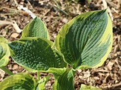 Funkie 'American Halo' -Günstiges Erd Seele Geschäft funkie american halo m062312 w 0