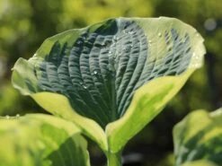 Funkie 'American Halo' -Günstiges Erd Seele Geschäft funkie american halo m062312 w 1