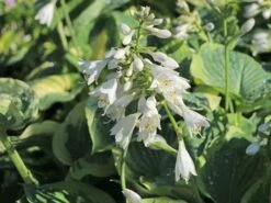 Funkie 'American Halo' -Günstiges Erd Seele Geschäft funkie american halo m062312 w 2