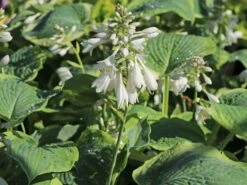 Funkie 'American Halo' -Günstiges Erd Seele Geschäft funkie american halo m062312 w 3