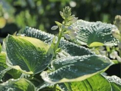 Funkie 'American Halo' -Günstiges Erd Seele Geschäft funkie american halo m062312 w 5