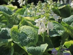 Funkie 'American Halo' -Günstiges Erd Seele Geschäft funkie american halo m062312 w 6