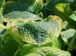 Funkie 'American Halo' -Günstiges Erd Seele Geschäft funkie american halo m062312 w 7