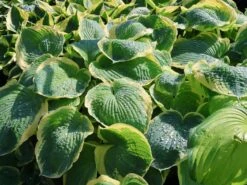 Funkie 'American Halo' -Günstiges Erd Seele Geschäft funkie american halo m062312 w 8