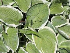 Funkie 'Barbara Ann' -Günstiges Erd Seele Geschäft funkie barbara ann m059107 w 0