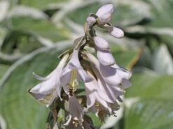 Funkie 'Barbara Ann' -Günstiges Erd Seele Geschäft funkie barbara ann m059107 w 1