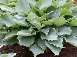 Funkie 'Diamond Lake' -Günstiges Erd Seele Geschäft funkie diamond lake m117858 w 0