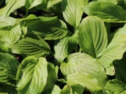 Funkie 'Honeybells' 14 Funkie 'Honeybells' -Günstiges Erd Seele Geschäft funkie honeybells m059021 w 0