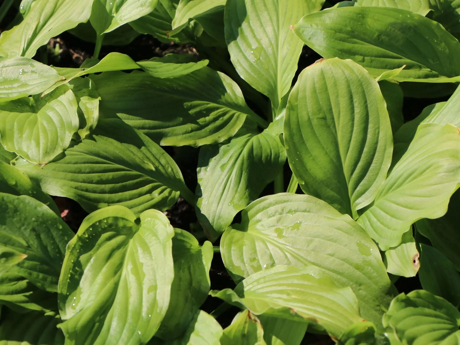 Funkie 'Honeybells' 6 Funkie 'Honeybells' – Bild 4