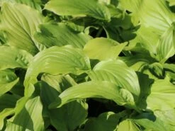 Funkie 'Honeybells' 16 Funkie 'Honeybells' -Günstiges Erd Seele Geschäft funkie honeybells m059021 w 1