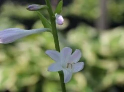 Funkie 'Honeybells' 18 Funkie 'Honeybells' -Günstiges Erd Seele Geschäft funkie honeybells m059021 w 3