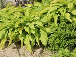 Funkie 'Honeybells' 15 Funkie 'Honeybells' -Günstiges Erd Seele Geschäft funkie honeybells m059021 w 5