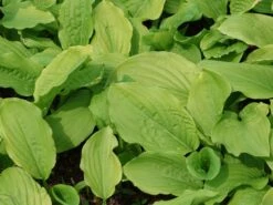 Funkie 'Honeybells' 13 Funkie 'Honeybells' -Günstiges Erd Seele Geschäft funkie honeybells m059021 w 7