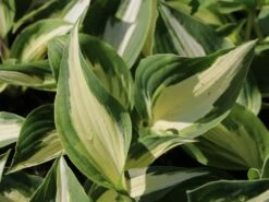 Funkie 'Night Before Christmas' -Günstiges Erd Seele Geschäft funkie night before christmas m059031 w 0