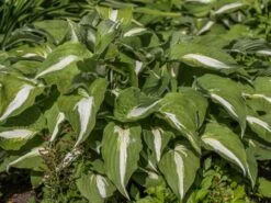 Funkie 'Night Before Christmas' -Günstiges Erd Seele Geschäft funkie night before christmas m059031 w 1