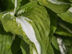 Funkie 'Night Before Christmas' -Günstiges Erd Seele Geschäft funkie night before christmas m059031 w 2