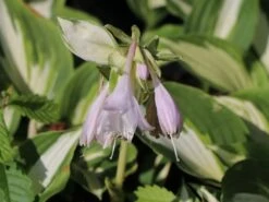 Funkie 'Night Before Christmas' -Günstiges Erd Seele Geschäft funkie night before christmas m059031 w 3