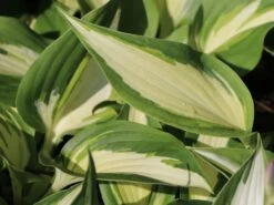 Funkie 'Night Before Christmas' -Günstiges Erd Seele Geschäft funkie night before christmas m059031 w 4