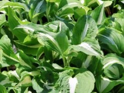 Funkie 'Night Before Christmas' -Günstiges Erd Seele Geschäft funkie night before christmas m059031 w 5