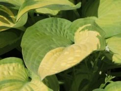 Funkie 'Pauls Glory' -Günstiges Erd Seele Geschäft funkie pauls glory m059101 w 0