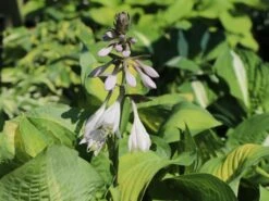 Funkie 'Pauls Glory' -Günstiges Erd Seele Geschäft funkie pauls glory m059101 w 1