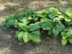 Funkie 'Pauls Glory' -Günstiges Erd Seele Geschäft funkie pauls glory m059101 w 10